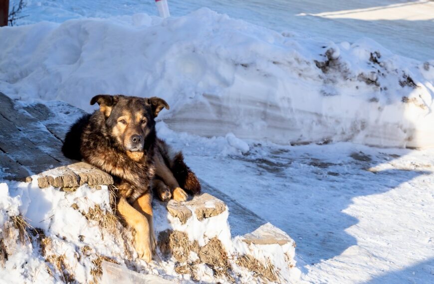 Вовкодлаки