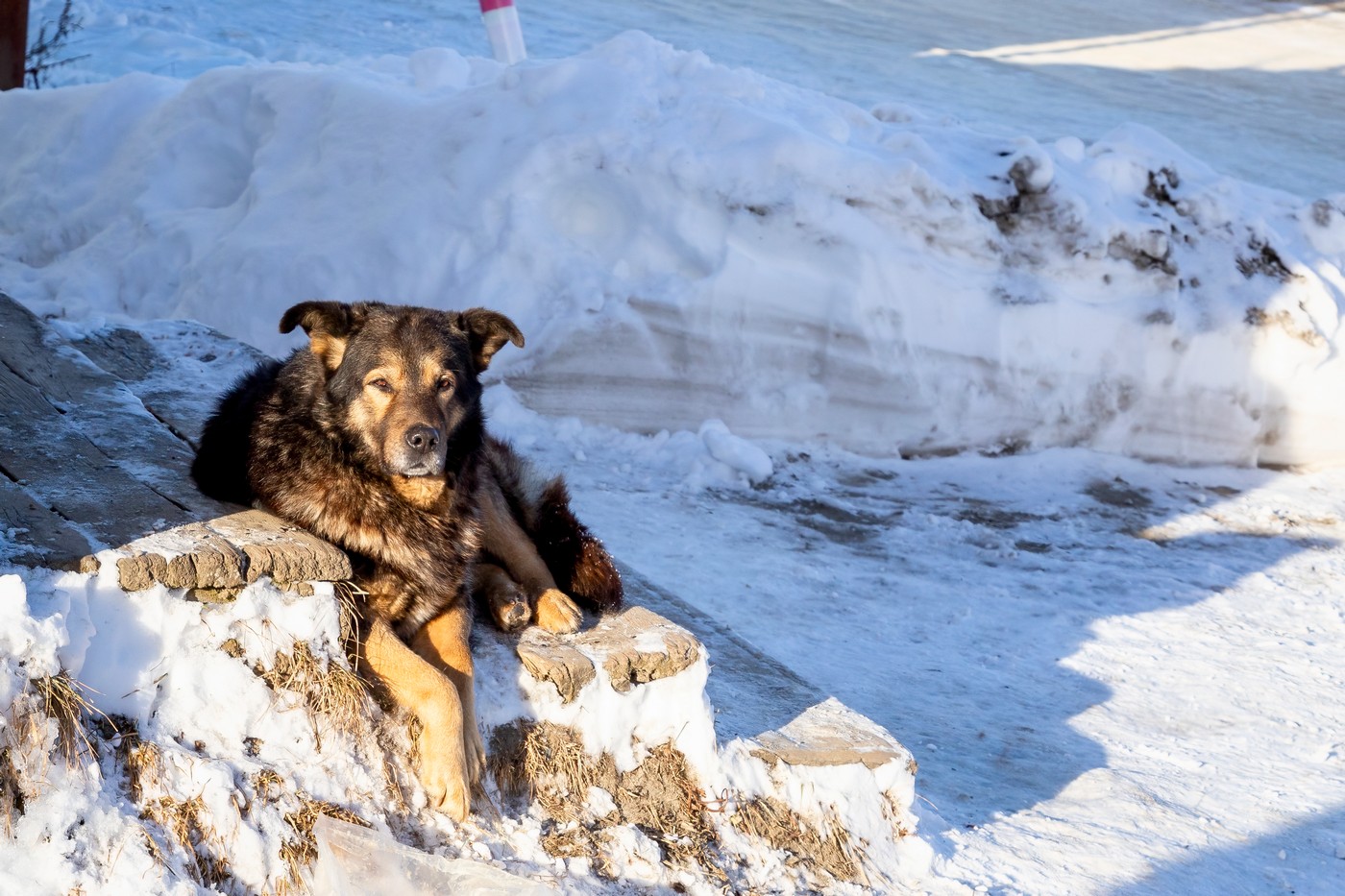 Вовкодлаки