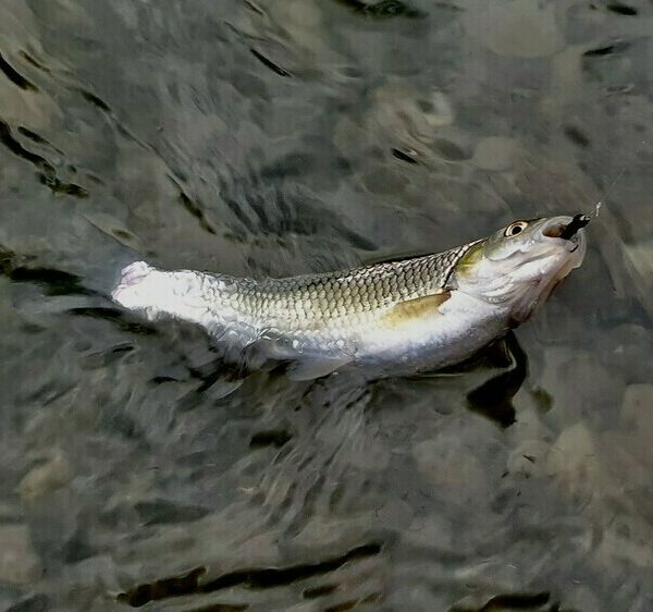 Лов весняного головня
