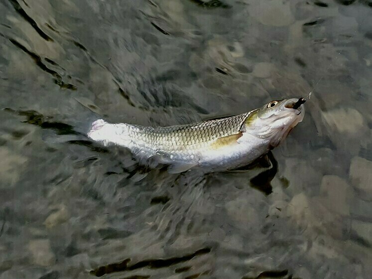 Лов весняного головня