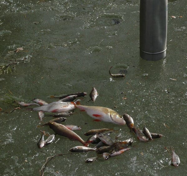 Рибальські новини Калуги