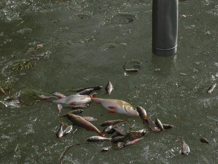 Рибальські новини Калуги