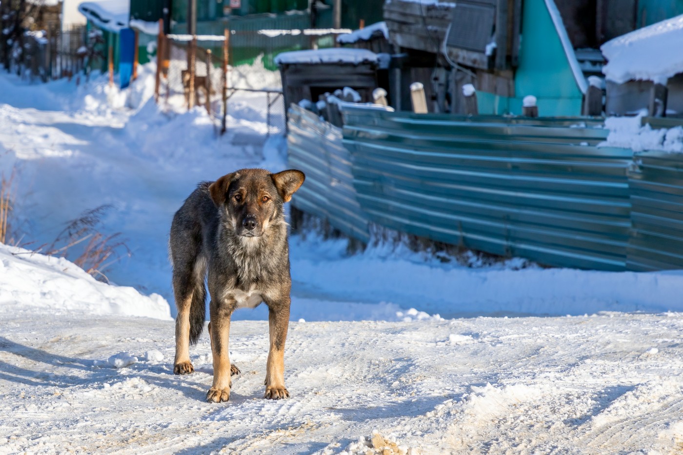 Вовкодлаки