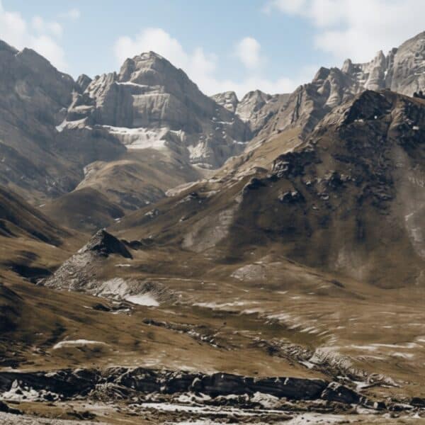 Ovis argali Алтаю