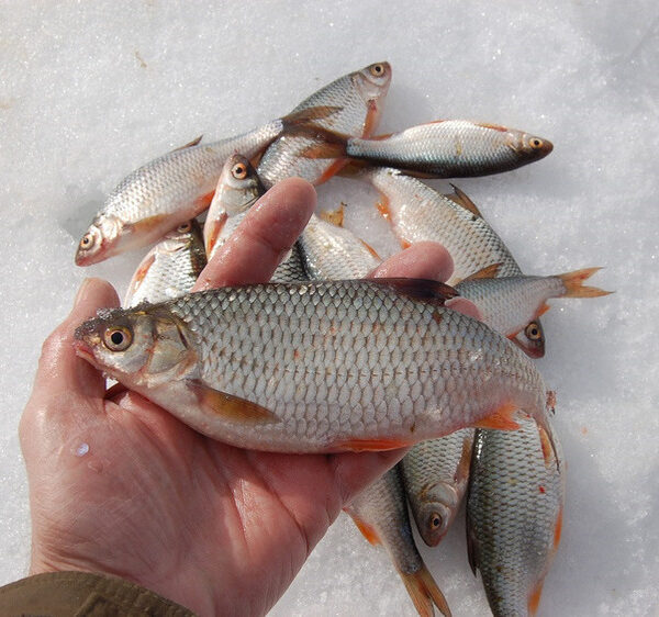 Закриття зимового сезону