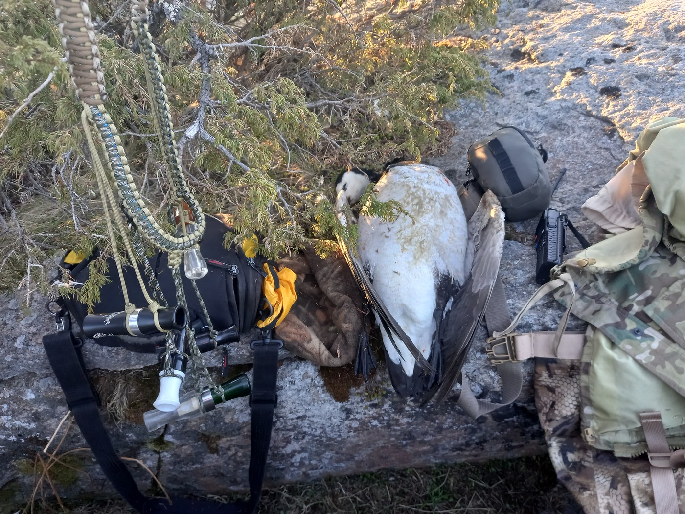 І море Біле, і щоки у казарки.