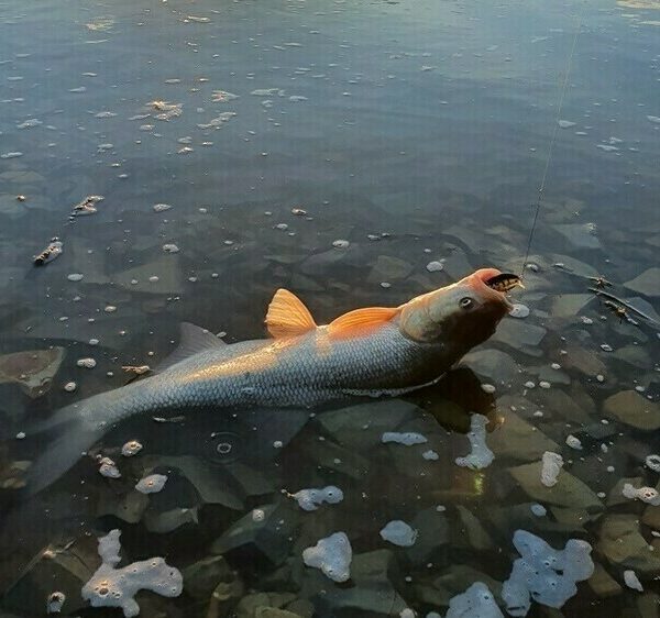 Жерех, спінінг та квітень