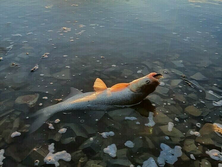 Жерех, спінінг та квітень