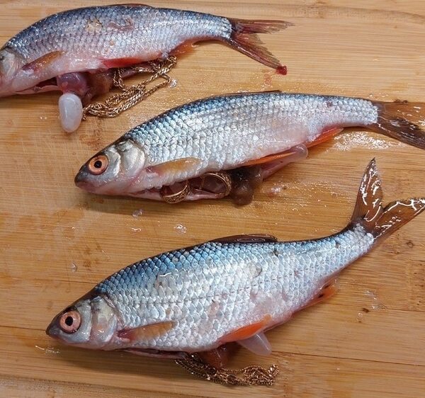 Риба-скарб. Російський рибалка витяг з улову ювелірні прикраси