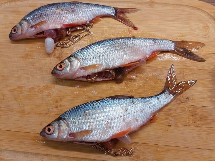 Зображення Риба-скарб. Російський рибалка витяг з улову ювелірні прикраси