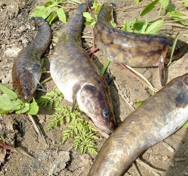 Ловимо «російську тріску»