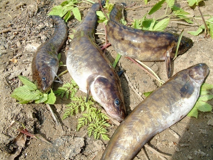 Ловимо «російську тріску»