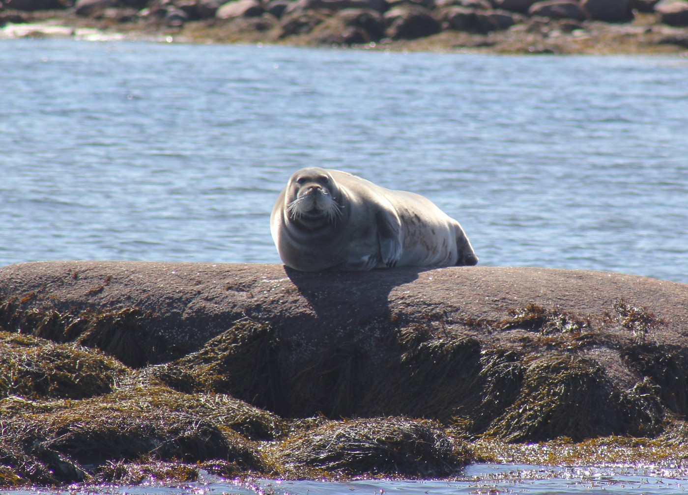 І море Біле, і щоки у казарки.